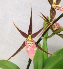 Miltassia Shelob 'Okika'